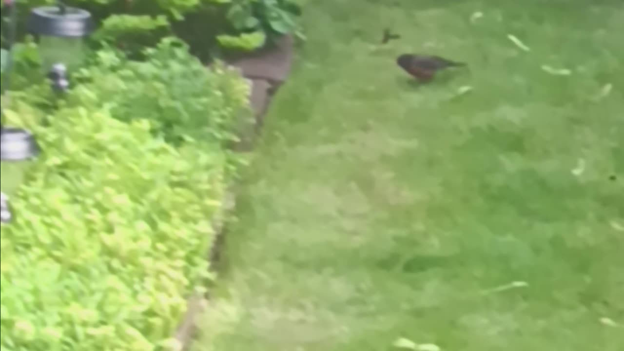 Robin backyard
