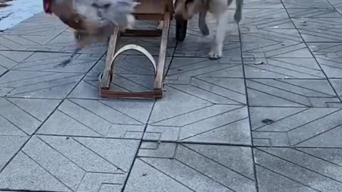 Funny Animals