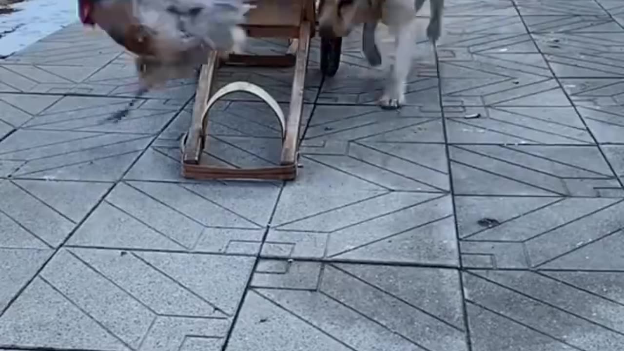 Funny Animals