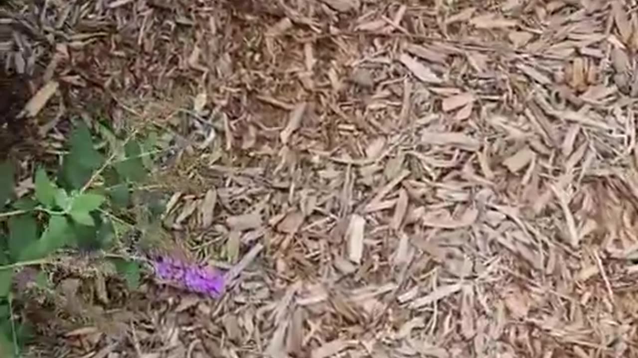 Hummingbird Moth 09-15-2022