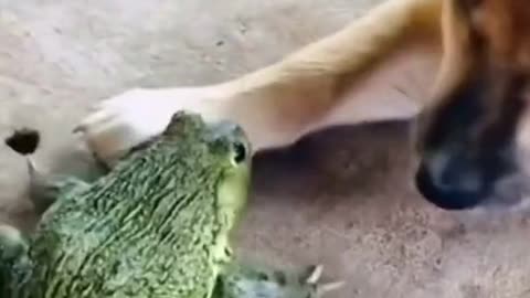 😍😍😘🔥 😍💦 FUNNY Animals and pet's💕😘 😘🔥 💕😘 😍💦 💦