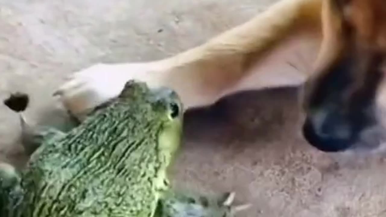 😍😍😘🔥 😍💦 FUNNY Animals and pet's💕😘 😘🔥 💕😘 😍💦 💦