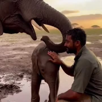 The Elephant’s Mud Trap