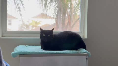 Cute Precious Piper is Relaxed and Happy in Her Spa - Adopting a Cat from a Shelter Vlog