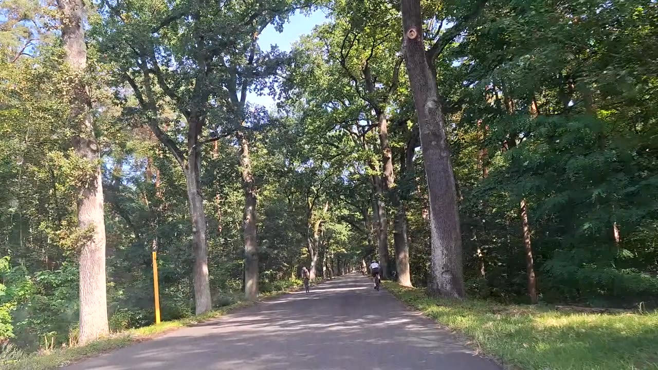 The Grunewald Forest in Berlin, Germany Part 1