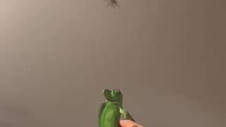 Natural Pest Control