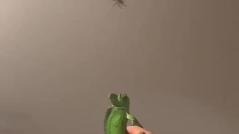 Natural Pest Control