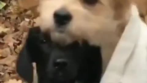 funny cute dog