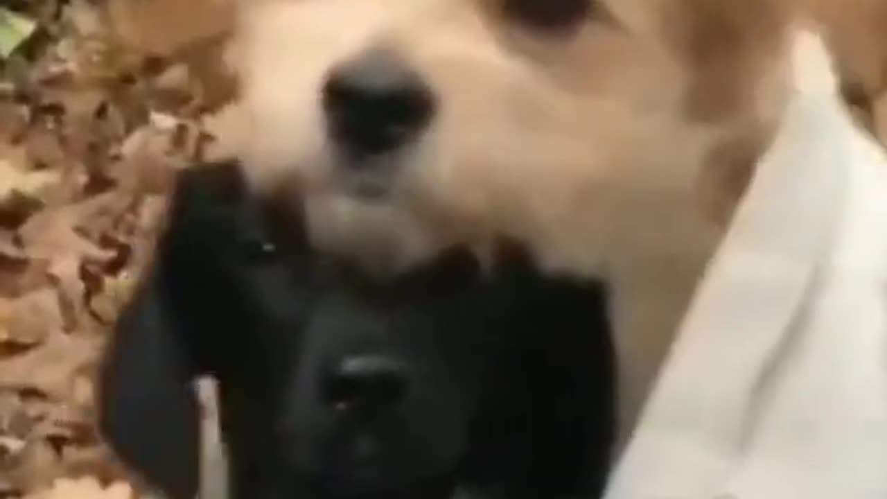 funny cute dog