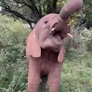 Elephant eating