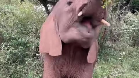 Elephant eating