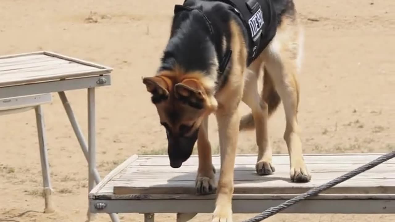 Skilling up to be K9 dog