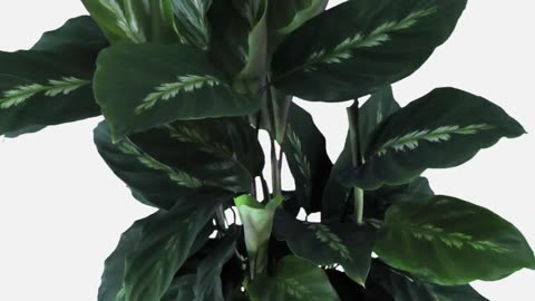 Prayer Plant Not Closing at Night