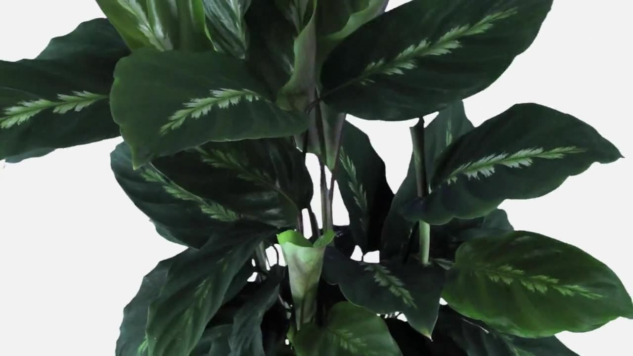 Prayer Plant Not Closing at Night