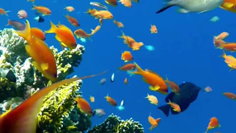 Color Beneath the Surface 🌊🐠 | Sounds of Nature