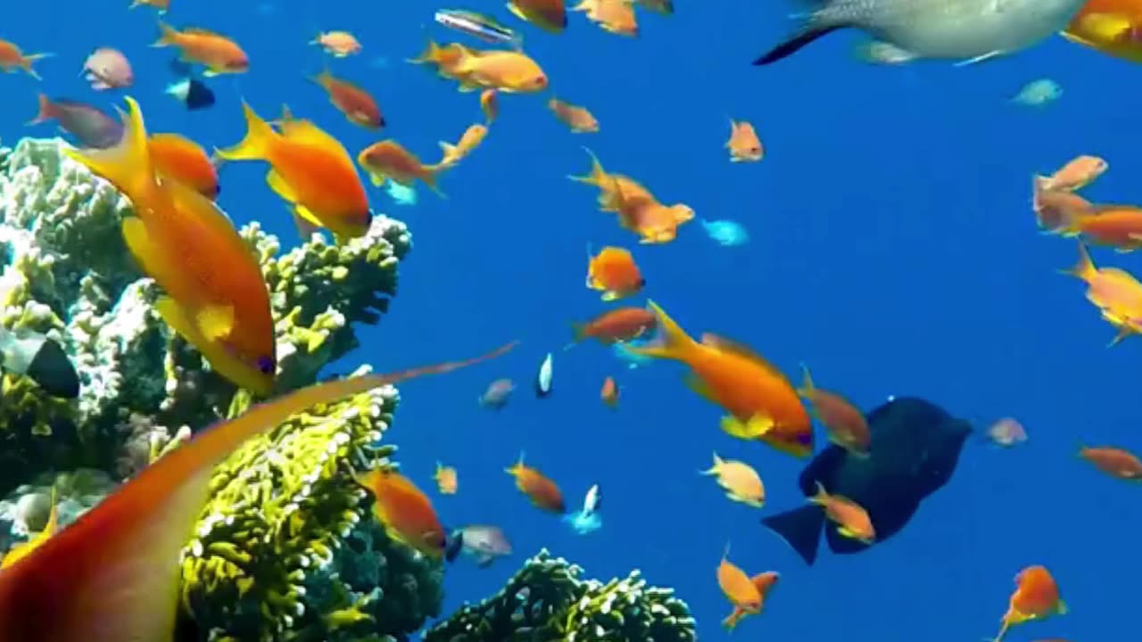 Color Beneath the Surface 🌊🐠 | Sounds of Nature