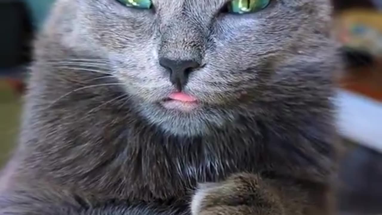 No thoughts, only cute.