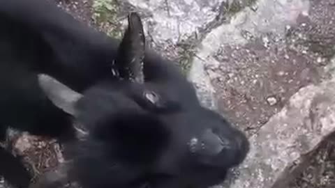 Funny Animals Video