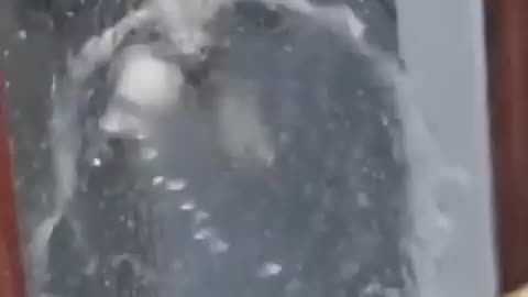 Funny Cats viral videos, 😂😂😂😂