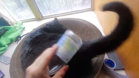 My pet cat vlog, his name is Heihei, 03/28, 2025, Love the cat scratching post
