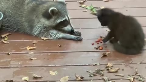 How cute the way the racoon tooke kitten's food, and the kitten was just sit and wondering lol