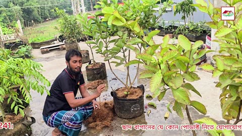 গাছের বা টবের মাটি ভিজা রাখতে ব্যবহার করুন Coco Fiber মালচিং