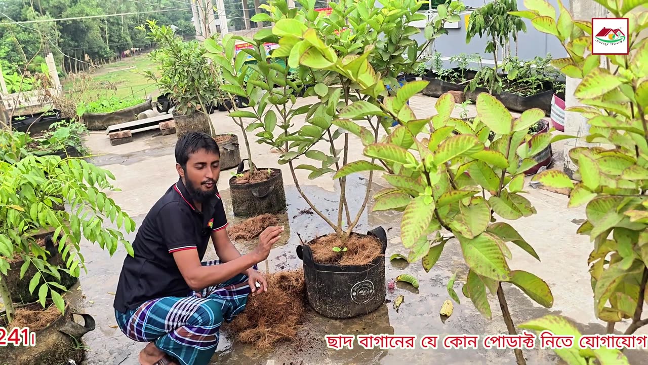 গাছের বা টবের মাটি ভিজা রাখতে ব্যবহার করুন Coco Fiber মালচিং