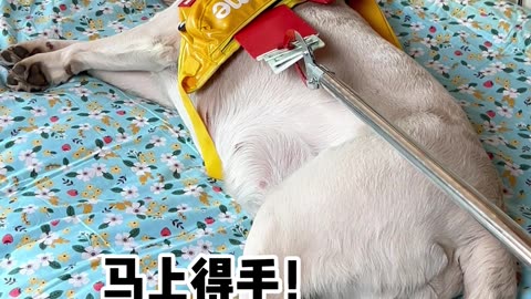 狗狗：赶紧给我放下 Dog: Put it down for me quickly