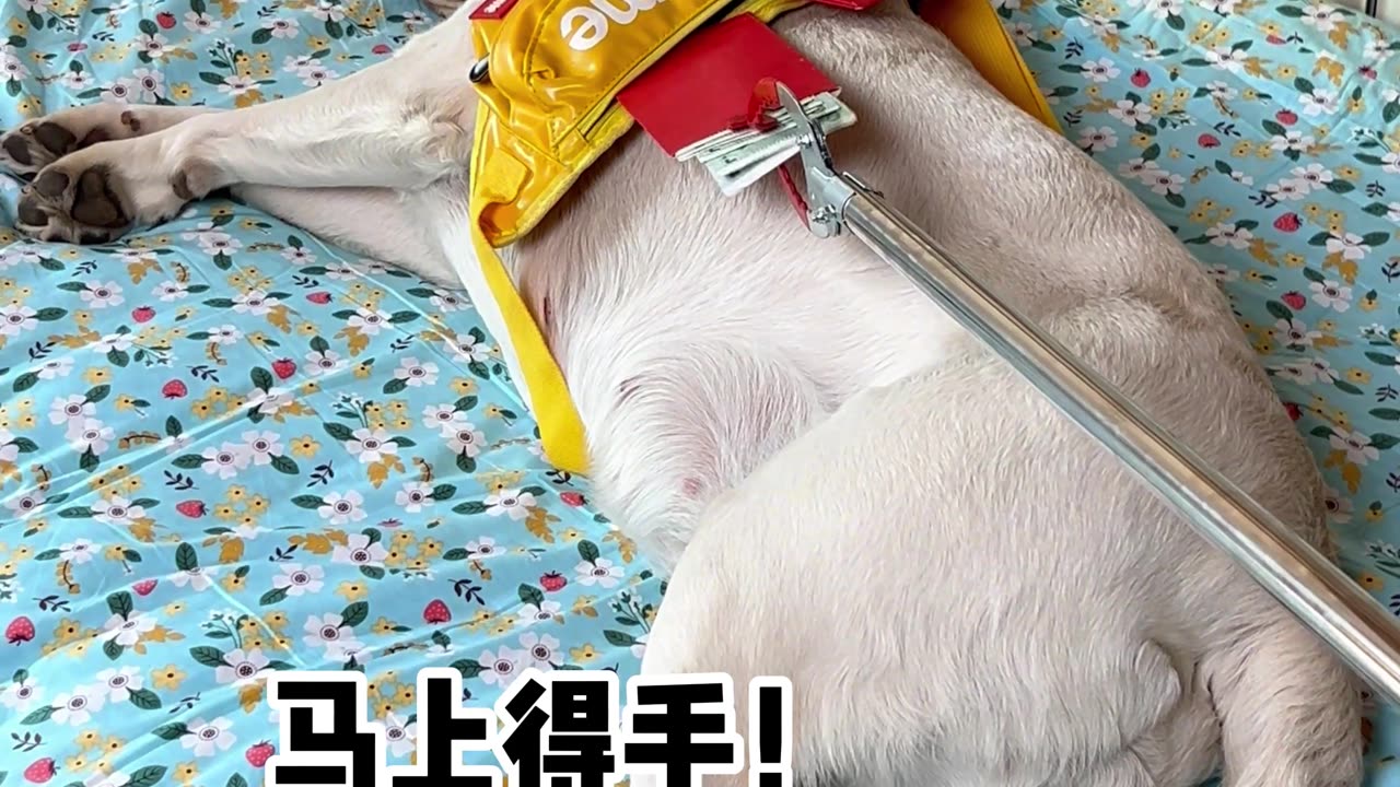 狗狗:赶紧给我放下 Dog: Put it down for me quickly