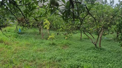 Grapefruits in the garden with the wind in the afternoon - August 17