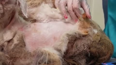 He was abandoned like an old rag that no one wanted anymore… But look at him now! 🥹🐾