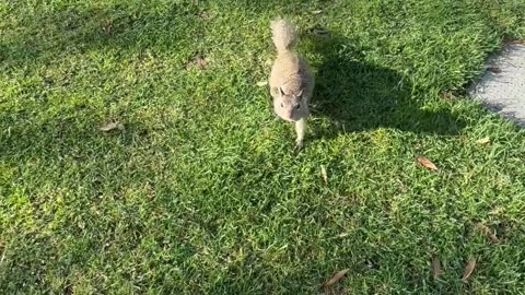Are These Squirrels Yours