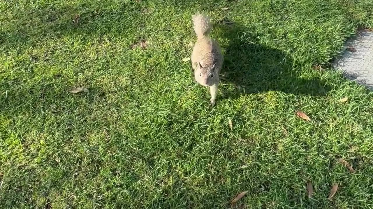 Are These Squirrels Yours