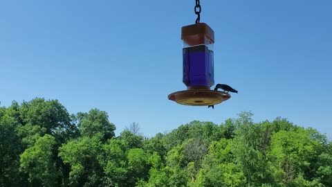 Humming Birds 7-3-25