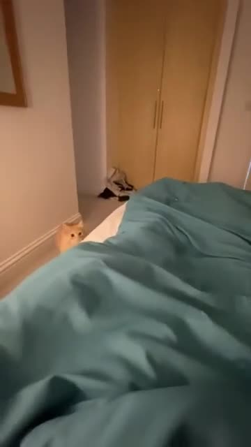 Funny Cat and Dog videos
