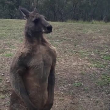 Kangaroo Vs. Door – Who Wins? 😱 Watch What Happens!