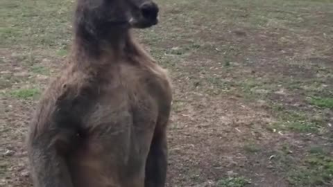 Kangaroo Vs. Door – Who Wins? 😱 Watch What Happens!