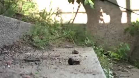 Snails on the Stairs