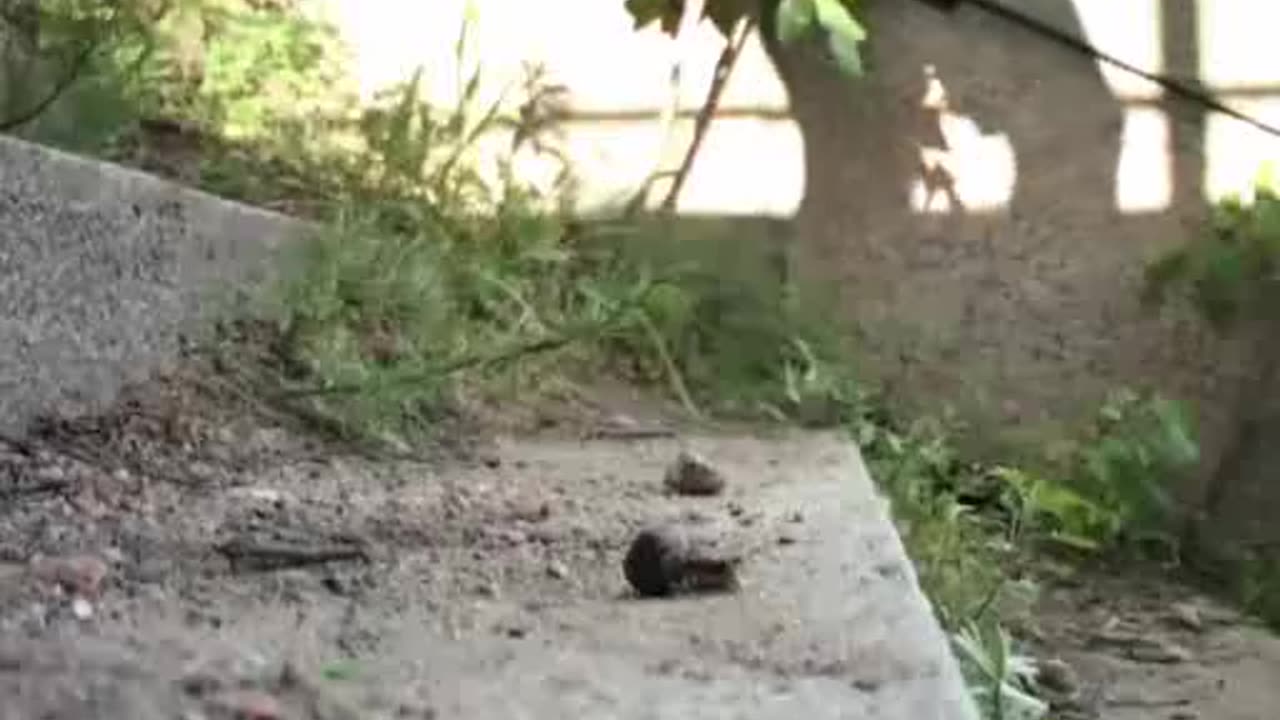 Snails on the Stairs