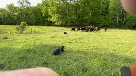 6/1/2025 Wendy-Scaly-Team-Cows