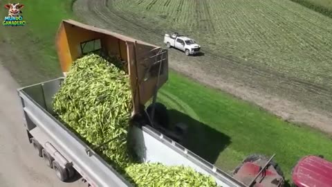 La Mayor Cosecha de Fresas de 2025 💥 Millones de Toneladas de Frutas y Verduras Se Recolectan Así
