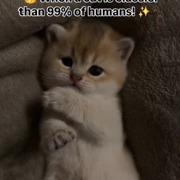 😽 When a cat is classier than 99% of humans! ✨🐾