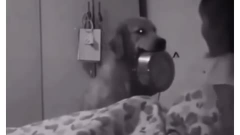😂🐶 I'm Chilling, Why You Freaking Out? | FunFM