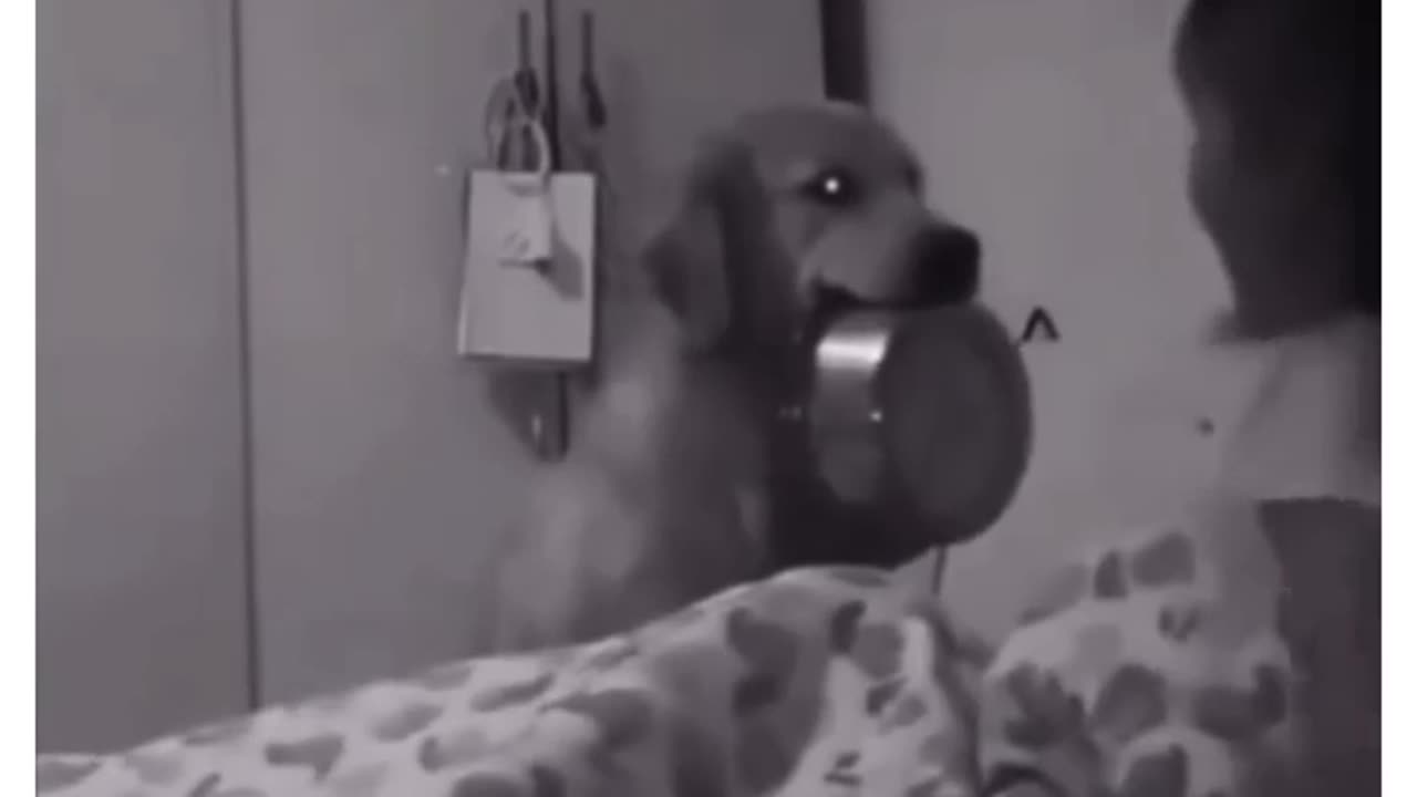 😂🐶 I'm Chilling, Why You Freaking Out? | FunFM
