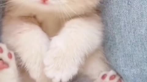 🐱 Do You Need a Kitty in Your Life? | Adorable Cat Moments