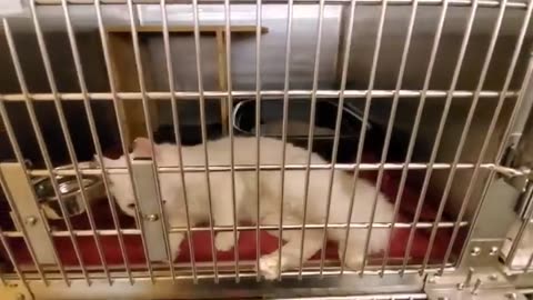 EXPLORING PETSMART