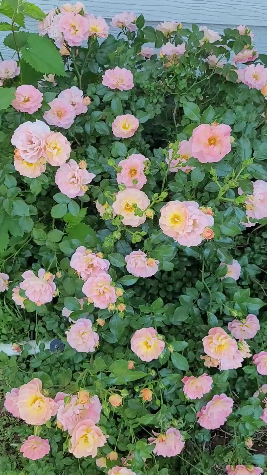 Peach Drift Rose - One of Our Favorite Roses