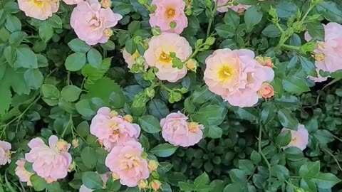 Peach Drift Rose - One of Our Favorite Roses