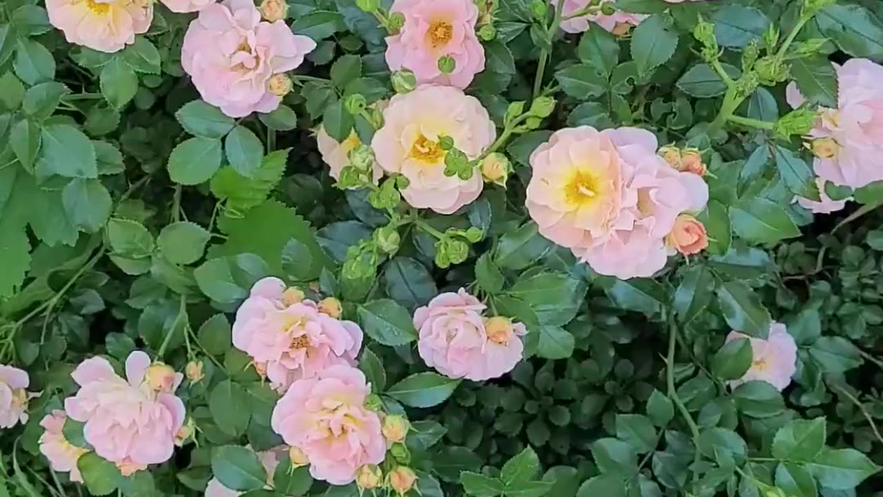 Peach Drift Rose - One of Our Favorite Roses