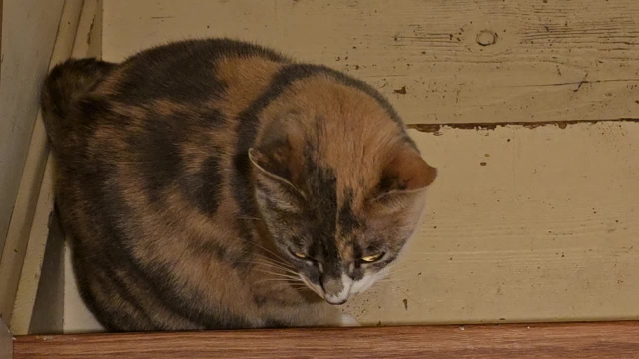 Miss Kitty.